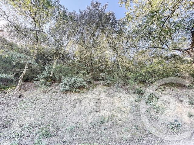 terrain à vendre - 22147.0 m2 - MONTAURIOL - 66 - LANGUEDOC-ROUSSILLON - Century 21 Terres Catalanes